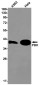PBK Rabbit mAb ABZ1909