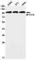MYO19 Rabbit mAb ABZ1915