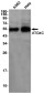 ATG4C Rabbit mAb ABZ1923