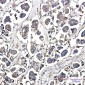 Optineurin Rabbit mAb ABZ1924
