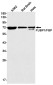 FUBP1/FBP Rabbit mAb ABZ1927