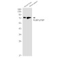FUBP1/FBP Rabbit mAb ABZ1928