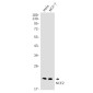 NCE2 Rabbit mAb ABZ1931