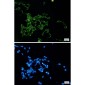 Wnt2b Rabbit mAb ABZ1933