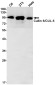 Cullin 5/CUL-5 Rabbit mAb ABZ1934