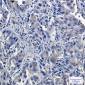 USP7 Rabbit mAb ABZ1935