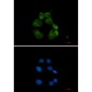 USP13 Rabbit mAb ABZ1936
