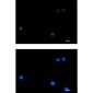 DLX4 Rabbit mAb ABZ1937