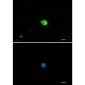 IRF7 Rabbit mAb ABZ1938