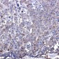 IRF7 Rabbit mAb ABZ1938