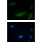 CUG BP1 Rabbit mAb ABZ1943