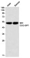 CUG BP1 Rabbit mAb ABZ1943
