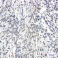 SYN2 Rabbit mAb ABZ1952