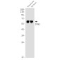 SYN2 Rabbit mAb ABZ1952