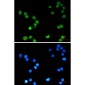 AP2 gamma/TFAP2C Rabbit mAb ABZ1954