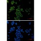 AP2 gamma/TFAP2C Rabbit mAb ABZ1955