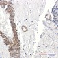 AP2 gamma/TFAP2C Rabbit mAb ABZ1955