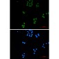 TFG Rabbit mAb ABZ1956
