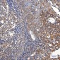 TFG Rabbit mAb ABZ1956