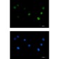 PHAPI2 Rabbit mAb ABZ1958