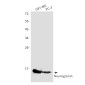 Neurogranin Rabbit mAb ABZ1959