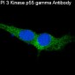 PI3 Kinase p55 gamma Rabbit mAb ABZ1962