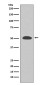 PI3 Kinase p55 gamma Rabbit mAb ABZ1962
