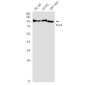 FIG4 Rabbit mAb ABZ1963