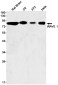 WAVE1 Rabbit mAb ABZ1965