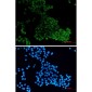 DENN Rabbit mAb ABZ1970