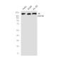 DENN Rabbit mAb ABZ1970