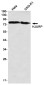 HJURP Rabbit mAb ABZ1988