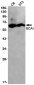 SCAI Rabbit mAb ABZ1992