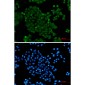 PELP1 Rabbit mAb ABZ1996