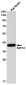 SIRT2 Rabbit mAb ABZ2000