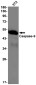 Caspase 9 Rabbit mAb ABZ2003