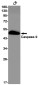 Caspase 9 Rabbit mAb ABZ2003