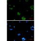 NgR3 Rabbit mAb ABZ2010
