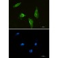 Aprataxin Rabbit mAb ABZ2015