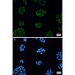 KCTD9 Rabbit mAb ABZ2019