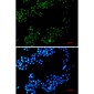 CRTC3 Rabbit mAb ABZ2022
