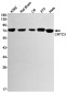 CRTC3 Rabbit mAb ABZ2022