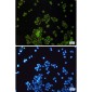 SLC27A4 / FATP4 Rabbit mAb ABZ2025
