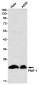 PMF-1 Rabbit mAb ABZ2026