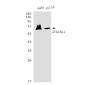 ATG16L1 Rabbit mAb ABZ2030