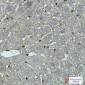 FADD Rabbit mAb ABZ2031