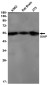 XIAP Rabbit mAb ABZ2033