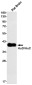 HuC/HuD Rabbit mAb ABZ2034