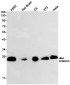 Artemin Rabbit mAb ABZ2037