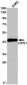 DPS1 Rabbit mAb ABZ2039